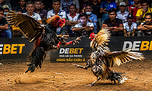 Đá Gà DEBET - Đá Gà Cựa Sắt CPC Thomo Đẳng Cấp