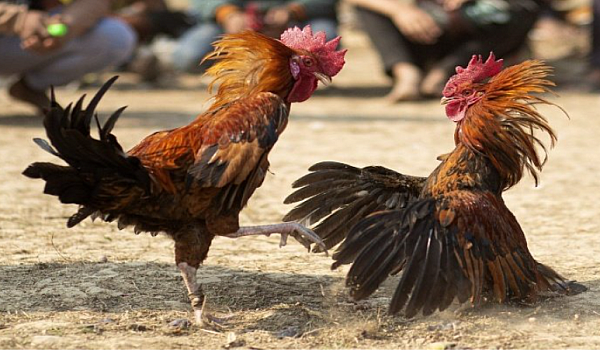 Thomo Cockfighting - An Overview of the Most Diverse Arena in 2026