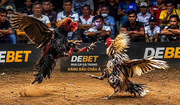Đá Gà DEBET - Đá Gà Cựa Sắt CPC Thomo Đẳng Cấp