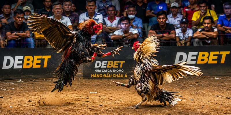 Tổng hợp các kiểu chơi đá gà tại DEBET